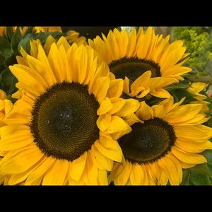 Meet your Posher, Marissa